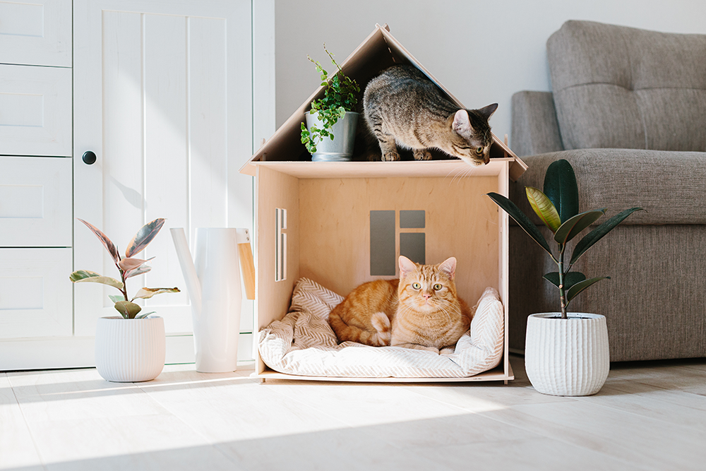 Cat House Cat House